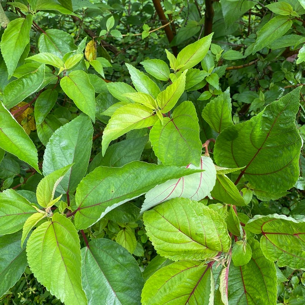 Mamaki Starter Plant - Hawaiian Native Herbal Tea Plant - Organic Live Plant for Your Garden (Certified Nursery)