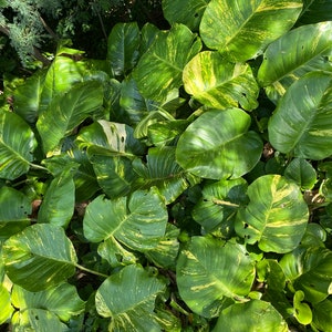 Giant Hawaiian Pothos Shipped From Hawaii image 2