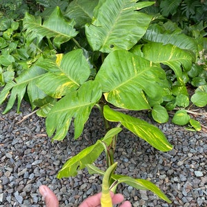 Giant Hawaiian Pothos Shipped From Hawaii image 5