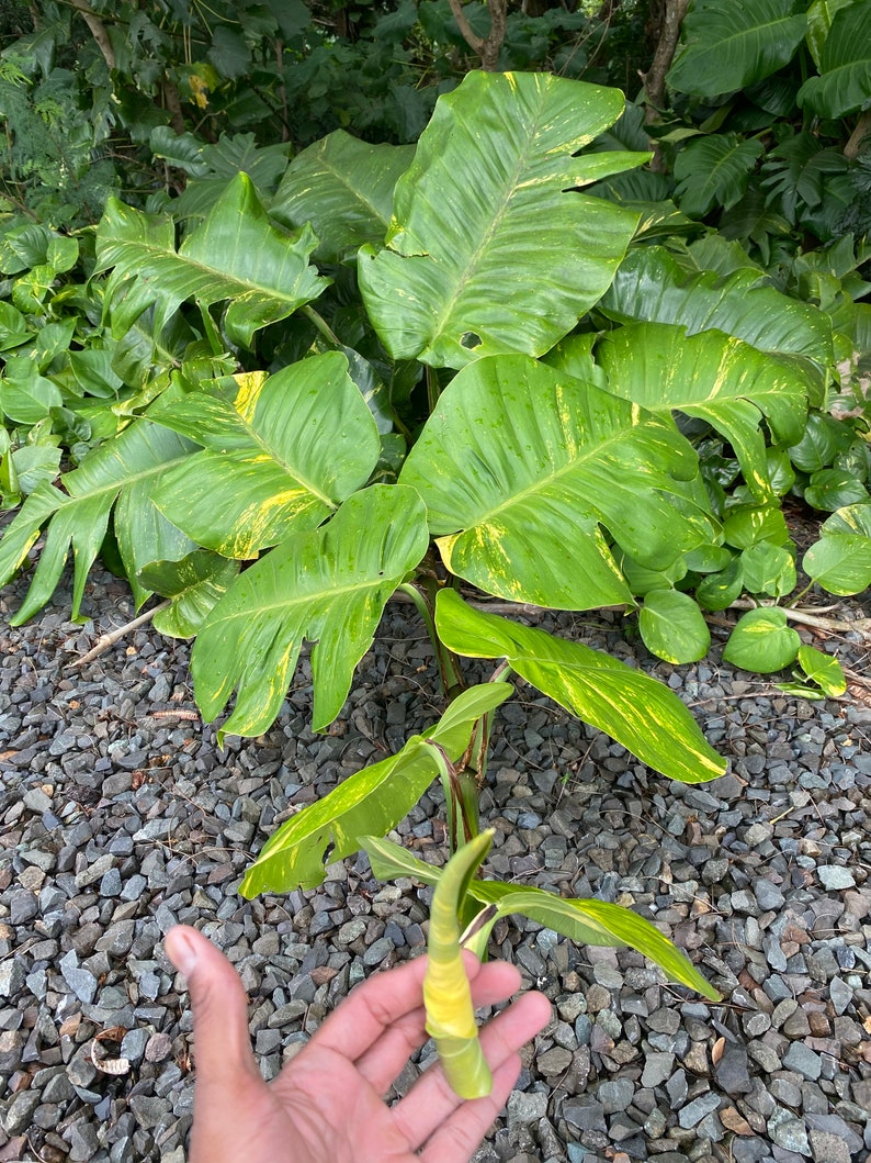 Giant Hawaiian Pothos Shipped From Hawaii image 5