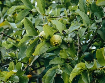 Biologisch angebaute, sonnengetrocknete Guava-Blätter | Hawaiian Farm Frische, Premium-Kräutertee-Zutaten handverlesen und luftgetrocknet für maximale Frische