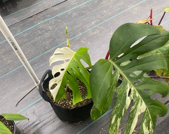 Variegated Monstera Albo in 1-Gallon Pot - Rare Tropical Beauty - Big Island Hawaiian Nursery