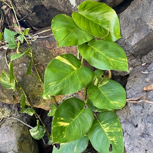 Giant Hawaiian Pothos Shipped From Hawaii image 9