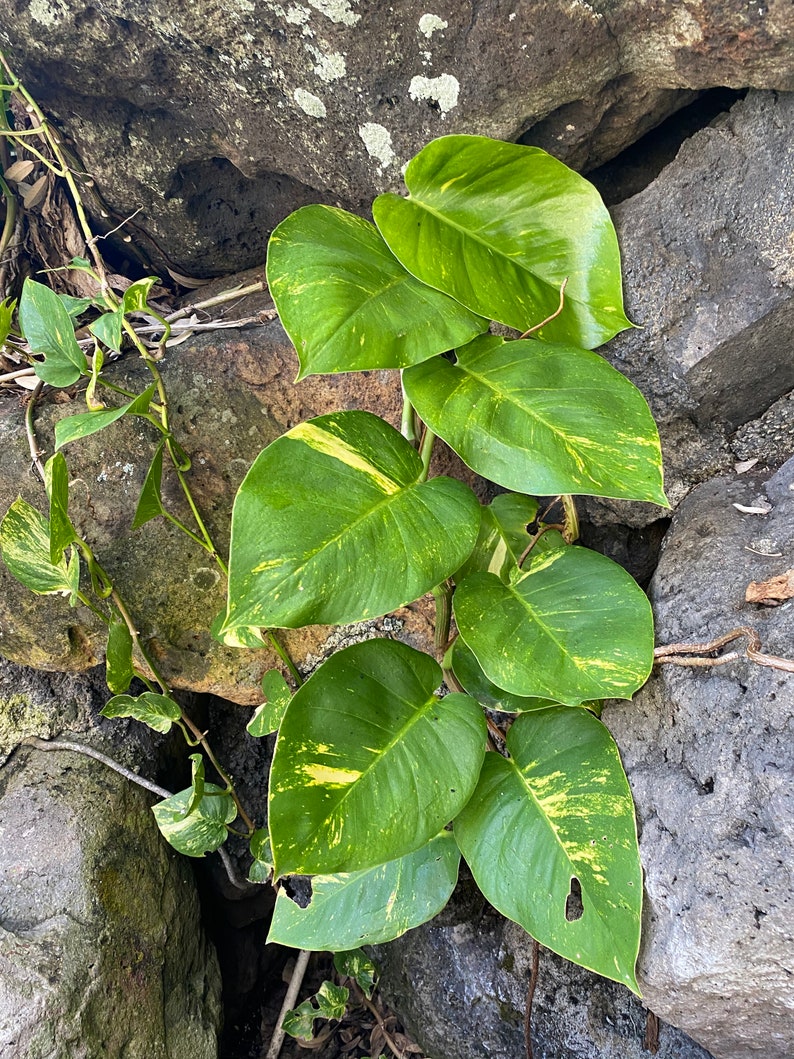 Giant Hawaiian Pothos Shipped From Hawaii image 9