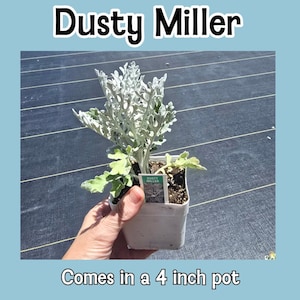 Dusty Miller Live Plant in 4&quot; pot