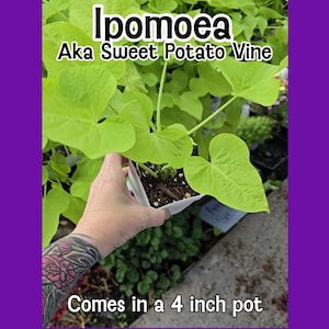 May include: A bright green Ipomoea, or Sweet Potato Vine, in a 10 cm pot. The plant has heart-shaped leaves and is in a white container. The image includes text that reads "Ipomoea Aka Sweet Potato Vine" and "Comes in a 4 inch pot."