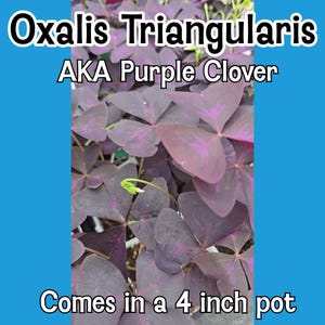 Peut inclure: Gros plan sur une plante d'Oxalis Triangularis, également appelée Trèfle Pourpre, avec des feuilles triangulaires violet foncé. L'image comprend le texte "Oxalis Triangularis AKA Purple Clover" et "Comes in a 4 inch pot" (environ 10 cm).