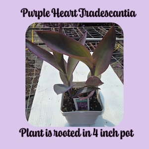 Purple Heart Jew, Tradescantia  Rooted 4 inch Pot