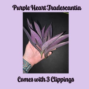 Purple Heart Tradescantia Clippings