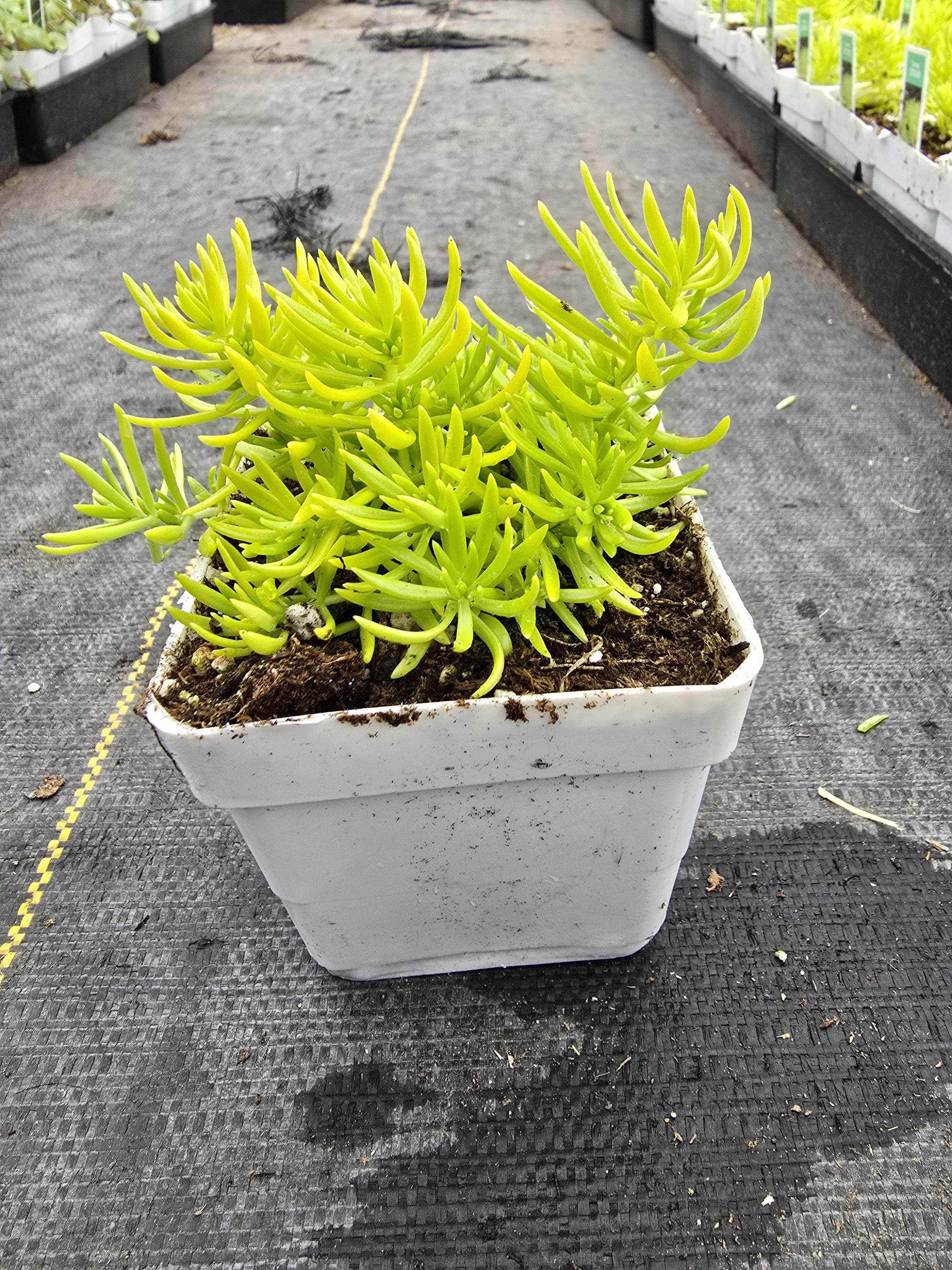 【STAMMBAUM/シュタンバウム】MINESOTA SWEAT Sedum Rock 'N Grow® 'Tiramisu' Stonecrop | Garden Center Marketing