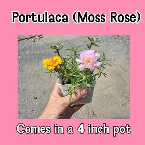 Portulaca Moss Rose Live Plant