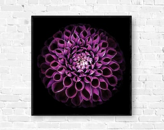 Purple Dahlia, flower art to print at home, flower print download, wall art