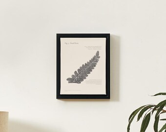 Fossil Fern Wall Art – Vintage Botanical Illustration – Natural History Print – Antique Science Poster – Digital Download 20in x 16in