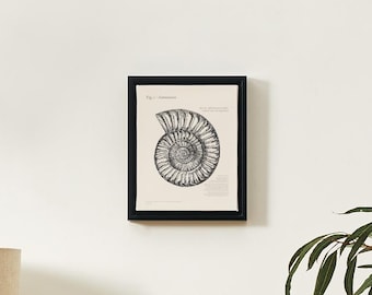 Può includere: Una stampa incorniciata con un'illustrazione dettagliata in bianco e nero di un fossile di ammonite. La stampa ha uno sfondo beige con testo in alto e in basso. La cornice è nera e rettangolare, montata su un muro bianco.