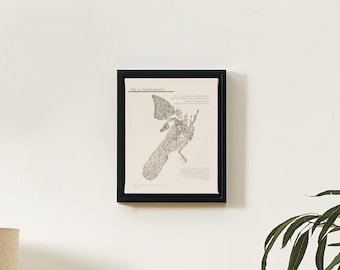 Archaeopteryx Fossil Wall Art – vintage wetenschappelijke illustratie print – natuurhistorische poster – dinosaurus fossiele digitale download 20 x 16 in