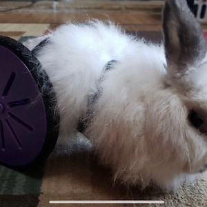 Disabled Rabbit Etsy Canada