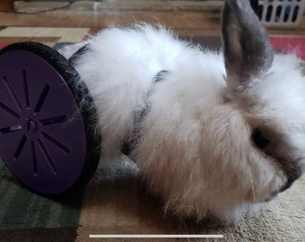 Rabbit Rover (OVERSEAS LISTING)