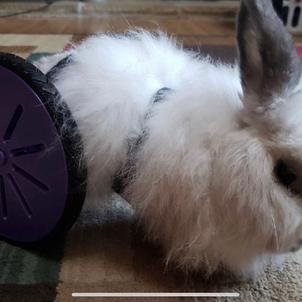 Rabbit Rover (OVERSEAS LISTING)