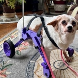The Ambition Rover. The original 3D Printed Dog Wheelchair.