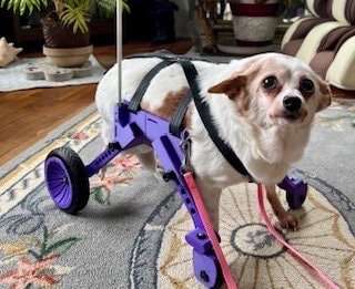 3d printed dog leg brace sale