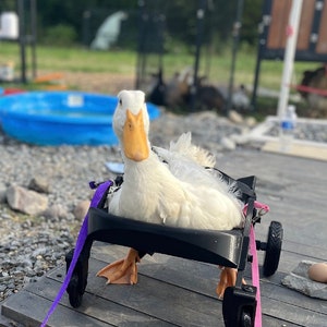 Ducky’s wheelchair.