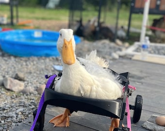 Ducky’s wheelchair.