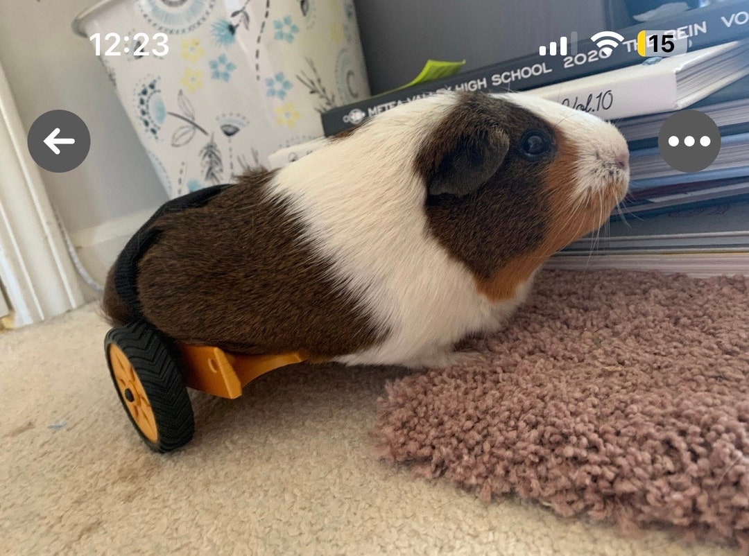 Guinea pig running wheel 2025