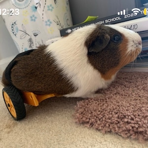 Guinea pig wheelchair. The original GPRover.