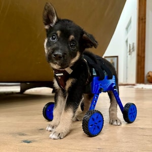 Puppy training wheelchair. image 1
