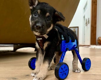 Puppy training wheelchair.