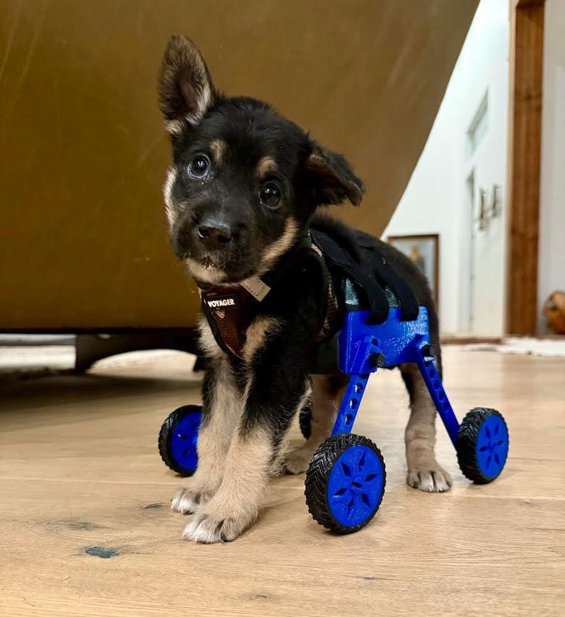 Puppy training wheelchair. image 1