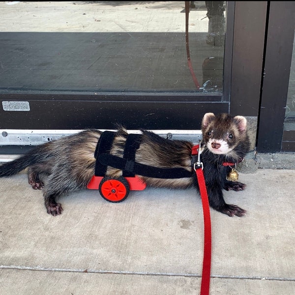 The original Ferret Chariot