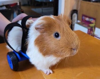 GPRover V2.5 The next generation Guinea pig wheelchair