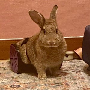 Rabbit Rover (OVERSEAS LISTING)