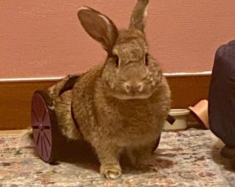 Rabbit Rover (OVERSEAS LISTING)