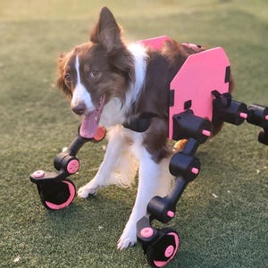 Silla de ruedas para perros X (experimental)