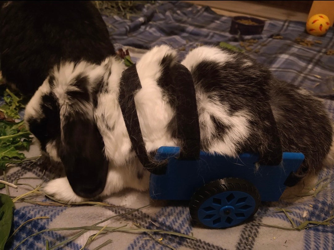 The Original Rabbit Wheelchair V1 - Etsy