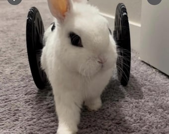 Rabbit Rover