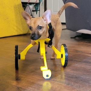 Pode incluir: Um cão pequeno castanho usando um carrinho de mobilidade amarelo com rodas e correias pretas. O cão está em pé em um chão de madeira, olhando para frente. O carrinho suporta as patas dianteiras do cão.