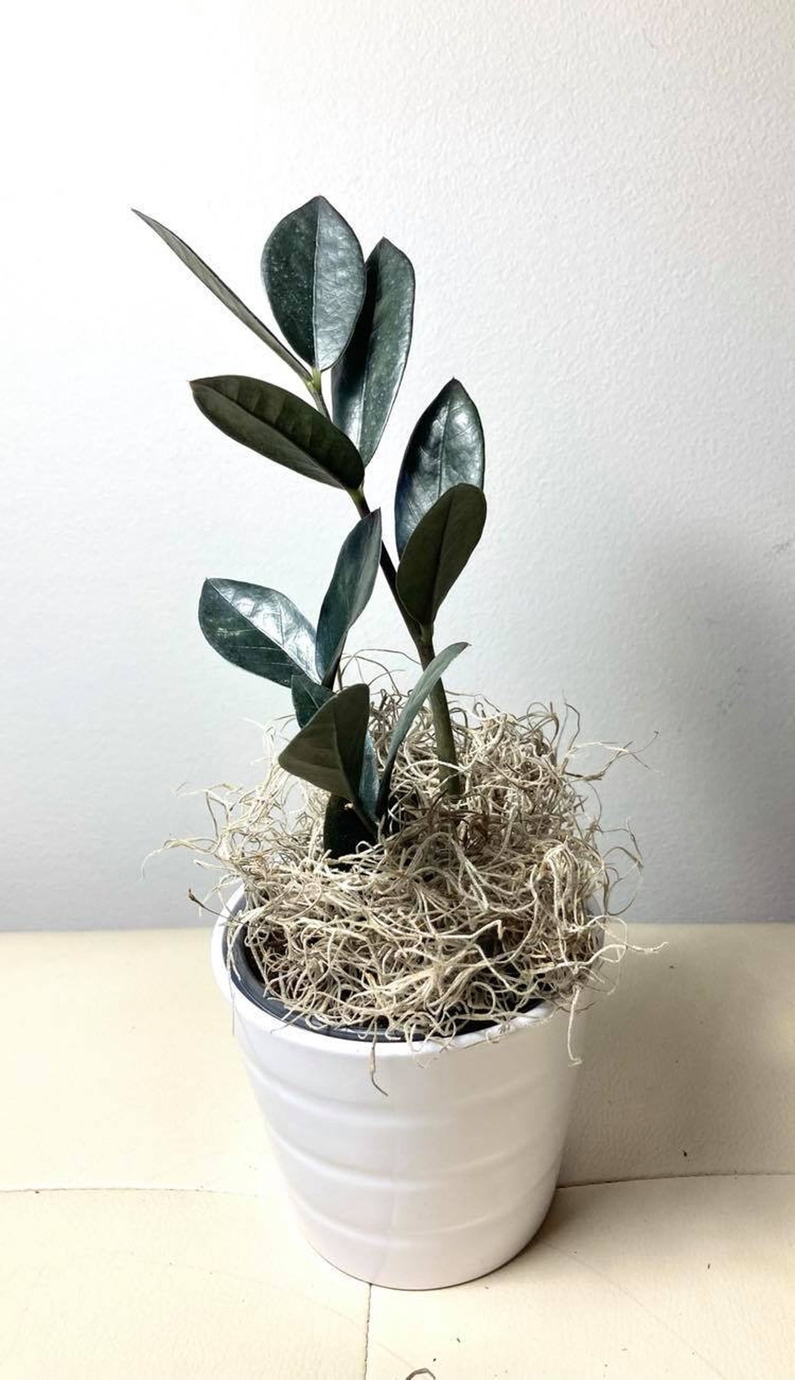 Raven ZZ plant in 4 pot Etsy