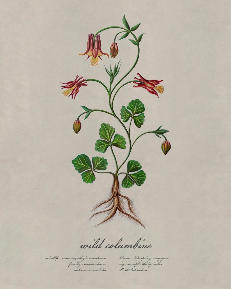 Columbine Roots Columbine (wild) Vintage - Etsy
