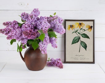 Vintage Black-eyed Susan Illustration