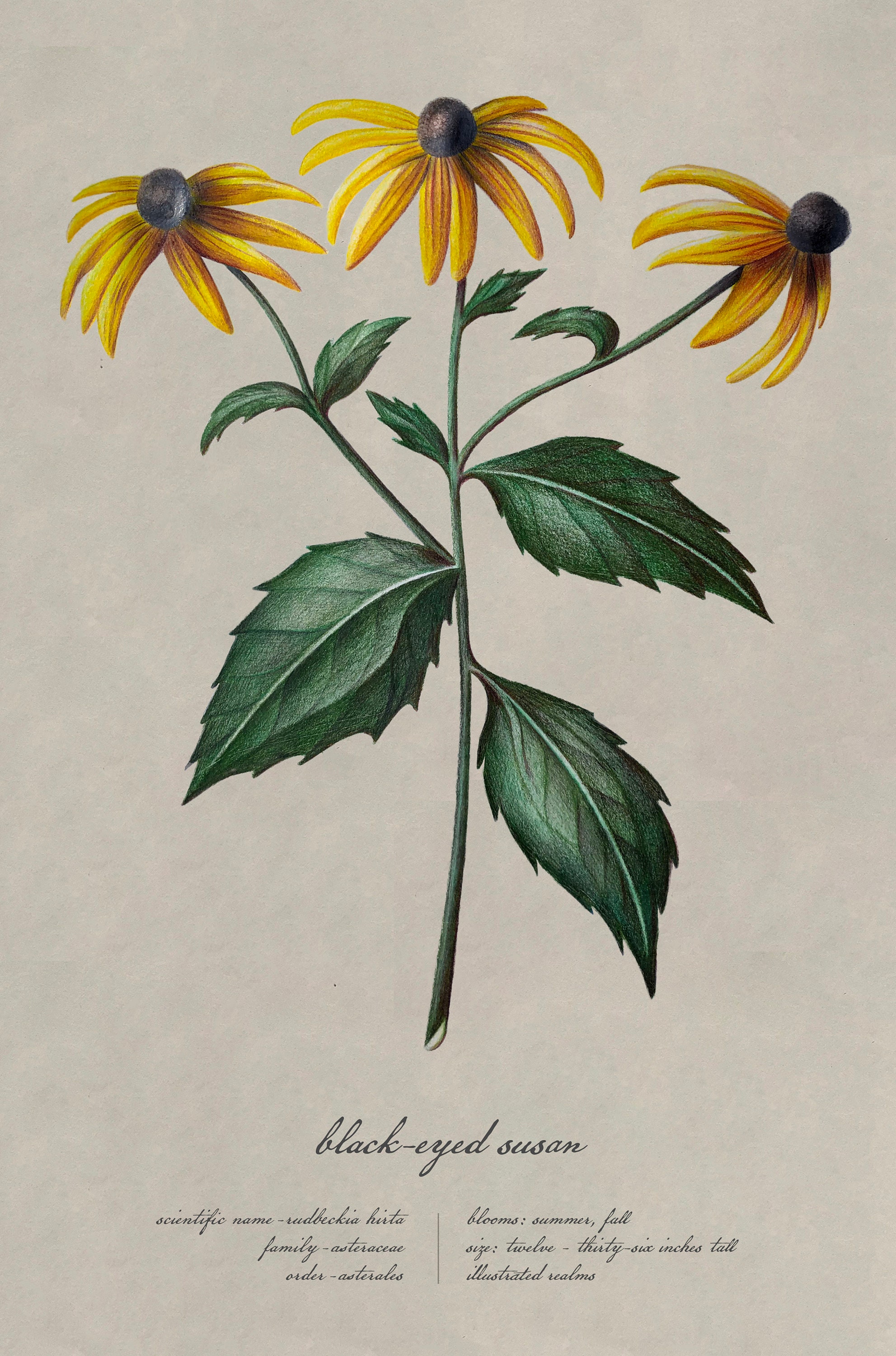 Vintage Black eyed Susan Illustration Etsy UK