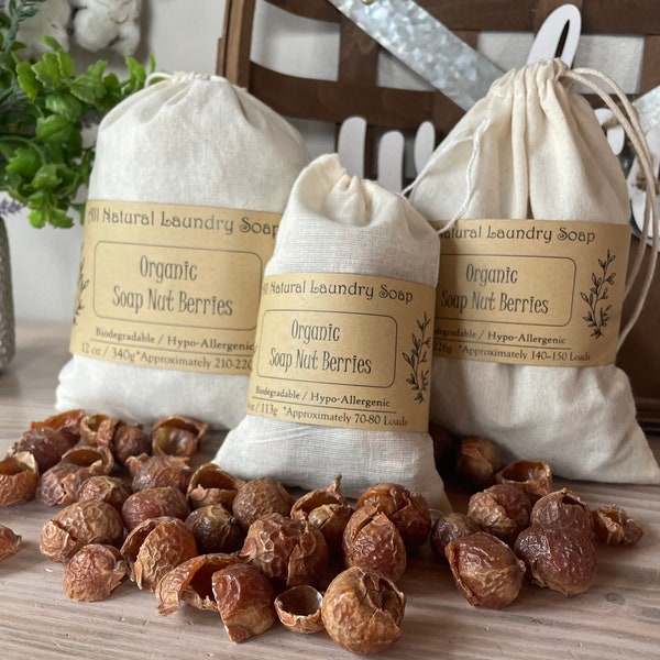 Soap Berries Plant - Etsy UK