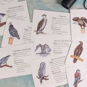 Cartões de guia de campo de aves de rapina: conjunto de cartões de identificação de aves, livreto de identificação de mini raptor, guia de observação de pássaros, materiais de sala de aula ao ar livre