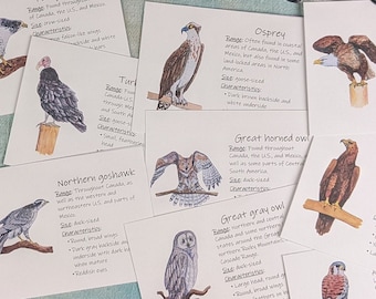 Sibley's Raptors Of North America Poster - Laminated 24x36 Inch Educational Bird Identification Chart - View #8