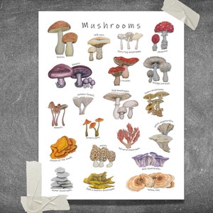 Pilze Poster: 20 erstaunliche Pilze & Pilze, Mykologie Klassenzimmer Dekor, Wissenschaft Diagramm, Waldökologie Kunstwerk Bild 5