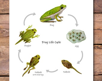 Frog Life Cycle Poster: Watercolor Metamorphosis Diagram (PDF)