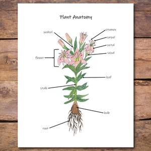 Poster plantanatomie: gedetailleerd diagram van bloemonderdelen voor natuurwetenschappen en thuisonderwijs