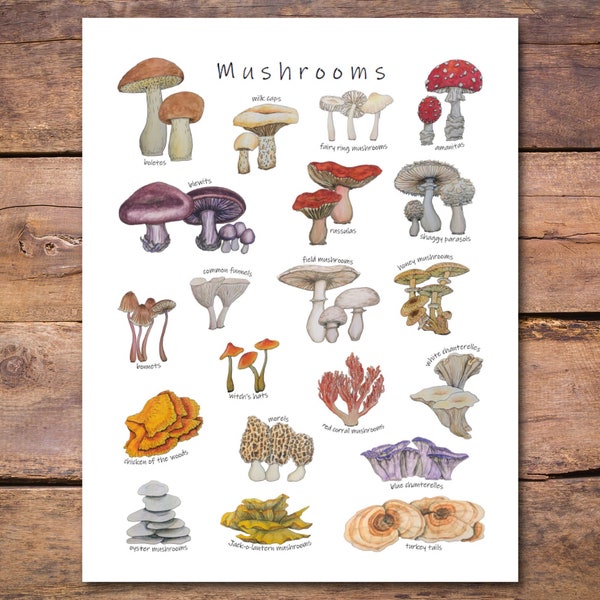 Mushrooms Poster: 20 amazing mushrooms & fungi, mycology classroom decor, science diagram, forest ecology artwork